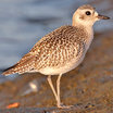 Black-bellied Plover